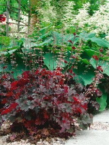 Heuchera micrantha Chocolate Ruffles 11 cm Topf - Größe nach Saison