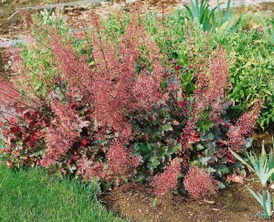 Heuchera micrantha Chocolate Ruffles 11 cm Topf - Größe nach Saison