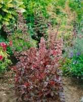 Heuchera micrantha Chocolate Ruffles 11 cm Topf - Größe nach Saison