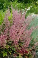 Heuchera micrantha Chocolate Ruffles 11 cm Topf - Größe nach Saison