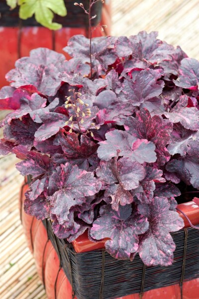 Heuchera micrantha Midnight Rose  -R- 11 cm Topf - Größe nach Saison