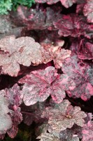 Heuchera micrantha Midnight Rose  -R- 11 cm Topf - Größe nach Saison