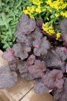 Heuchera micrantha Midnight Rose  -R- 11 cm Topf - Größe nach Saison