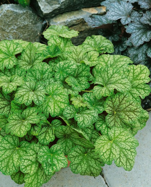 Heuchera micrantha Mint Frost  -R- 11 cm Topf - Größe nach Saison