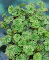 Heuchera micrantha Mint Frost  -R- 11 cm Topf - Größe nach Saison