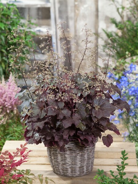 Heuchera micrantha Molly Bush 11 cm Topf - Größe nach Saison