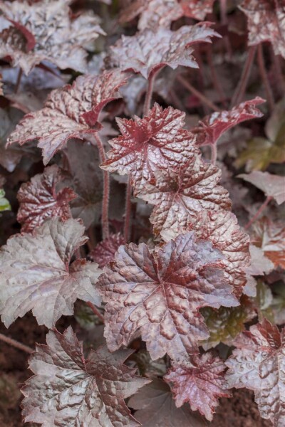 Heuchera micrantha Palace Purple, gen. 9 cm Topf - Größe nach Saison