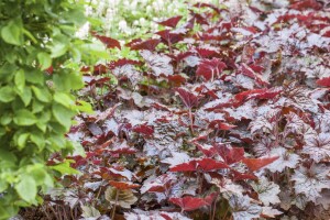 Heuchera micrantha Palace Purple, gen. 9 cm Topf - Größe nach Saison