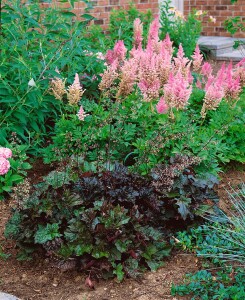 Heuchera micrantha Palace Purple, gen. 9 cm Topf - Größe nach Saison