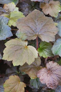 Heuchera micrantha Palace Purple, gen. 9 cm Topf - Größe nach Saison