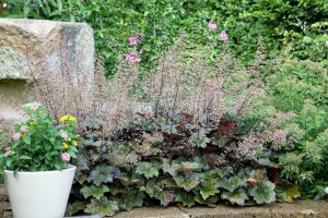 Heuchera micrantha Palace Purple, gen. 9 cm Topf - Größe nach Saison