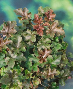 Heuchera micrantha Palace Purple, gen. 9 cm Topf - Größe nach Saison