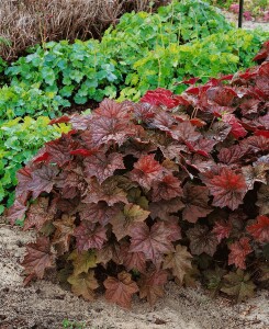 Heuchera micrantha Palace Purple, gen. 9 cm Topf - Größe nach Saison