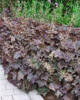 Heuchera micrantha Palace Purple, gen. 9 cm Topf - Größe nach Saison