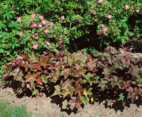 Heuchera micrantha Palace Purple, gen. 9 cm Topf - Größe nach Saison