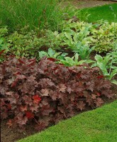 Heuchera micrantha Palace Purple, gen. 9 cm Topf - Größe nach Saison