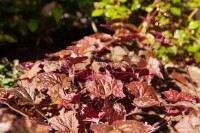 Heuchera micrantha Palace Purple, gen. 9 cm Topf - Größe nach Saison