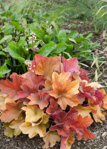 Heuchera micrantha Peach Flambé  -R- 11 cm Topf - Größe nach Saison