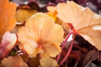 Heuchera micrantha Peach Flambé  -R- 11 cm Topf - Größe nach Saison