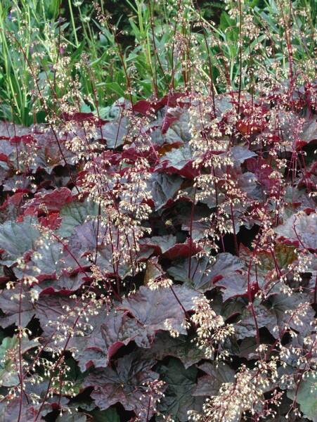 Heuchera micrantha Purple Petticoats 11 cm Topf - Größe nach Saison