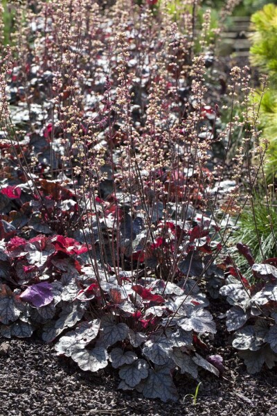 Heuchera micrantha Silver Scrolls  -R- 11 cm Topf - Größe nach Saison