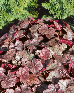 Heuchera micrantha Silver Scrolls  -R- 11 cm Topf - Größe nach Saison