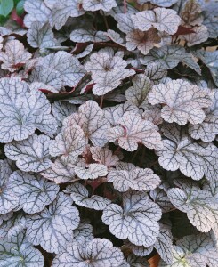 Heuchera micrantha Silver Scrolls  -R- 11 cm Topf - Größe nach Saison