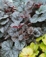 Heuchera micrantha Silver Scrolls  -R- 11 cm Topf - Größe nach Saison