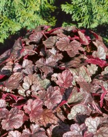 Heuchera micrantha Silver Scrolls  -R- 11 cm Topf - Größe nach Saison