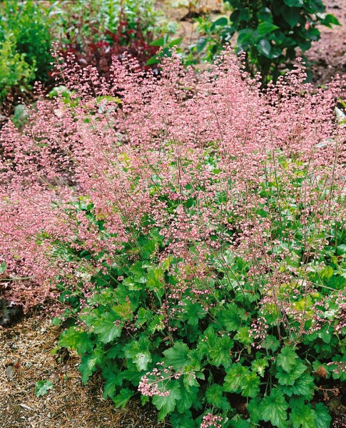 Heuchera micrantha Strawberry Swirl 11 cm Topf - Größe nach Saison