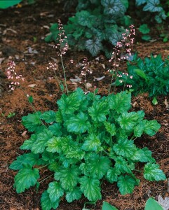 Heuchera micrantha Strawberry Swirl 11 cm Topf - Größe nach Saison