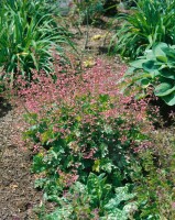 Heuchera micrantha Strawberry Swirl 11 cm Topf - Größe nach Saison