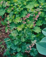 Heuchera micrantha Strawberry Swirl 11 cm Topf - Größe nach Saison