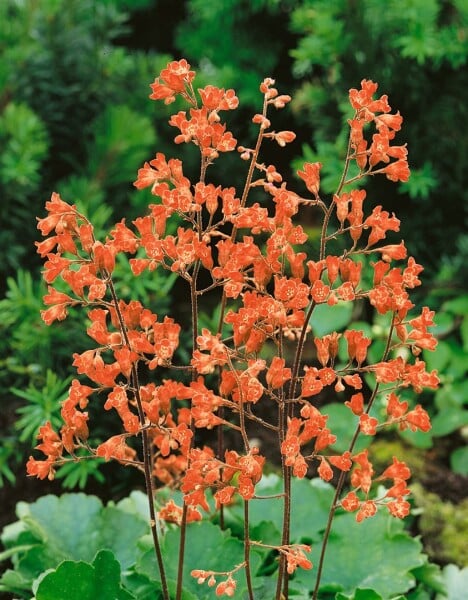 Heuchera sanguinea Leuchtkäfer 9 cm Topf - Größe nach Saison