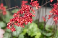 Heuchera sanguinea Leuchtkäfer 9 cm Topf - Größe nach Saison