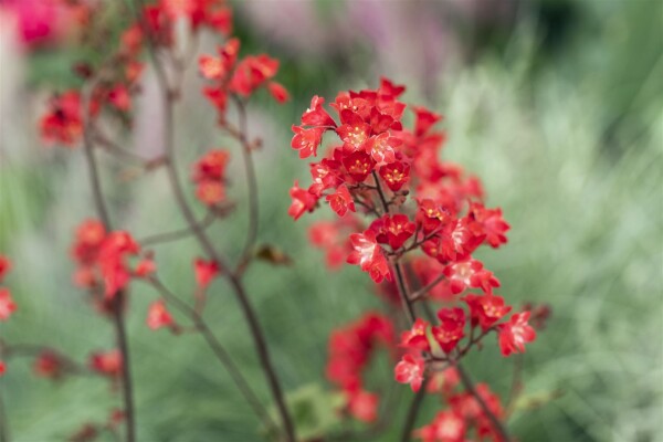 Heuchera sanguinea Ruby Bells 9 cm Topf - Größe nach Saison