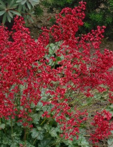 Heuchera sanguinea Ruby Bells 9 cm Topf - Größe nach Saison