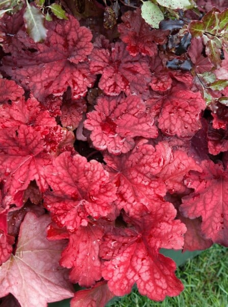 Heuchera villosa Autumn Leaves  -R- 11 cm Topf - Größe nach Saison