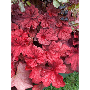 Heuchera villosa Autumn Leaves  -R- 11 cm Topf -...