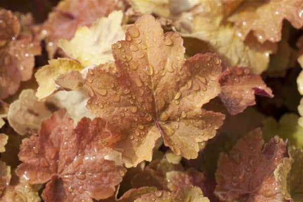 Heuchera villosa Caramel  -R- C 3