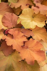 Heuchera villosa Caramel  -R- C 3