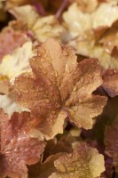 Heuchera villosa Caramel  -R- C 3