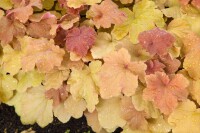 Heuchera villosa Caramel  -R- C 3