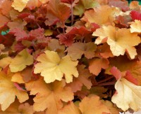 Heuchera villosa Caramel  -R- C 3