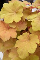 Heuchera villosa Caramel  -R- C 3