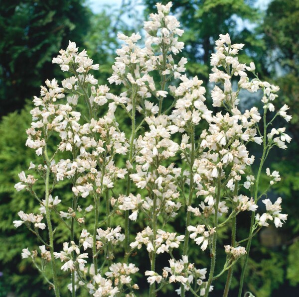 Heuchera x brizoides Schneewittchen 9 cm Topf - Größe nach Saison