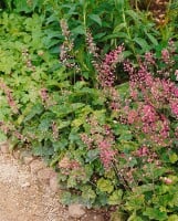 Heucherella(x) tiarell.Bridget Bloom 9 cm Topf - Größe nach Saison