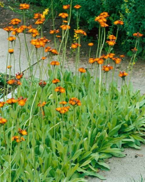 Hieracium aurantiacum 9 cm Topf - Größe nach Saison