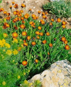 Hieracium aurantiacum 9 cm Topf - Größe nach Saison