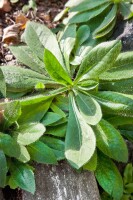 Hieracium aurantiacum 9 cm Topf - Größe nach Saison